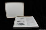 Prepare Your Own Fossil Fish Kit (B Grade) #615-3